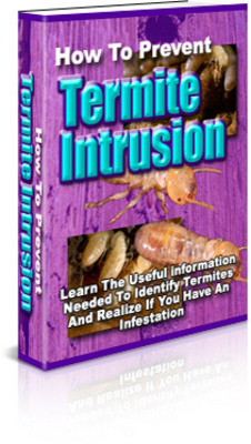 Product picture How to Prevent Termite Intrusion - pest contol