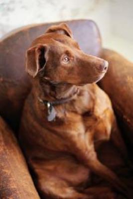 Product picture Perfect handbook For The Imperfect Dog Owner