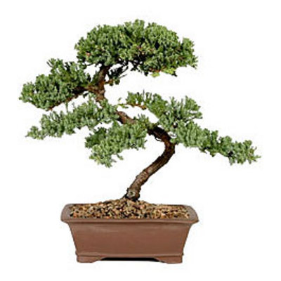 Product picture Growing Bonsai Trees